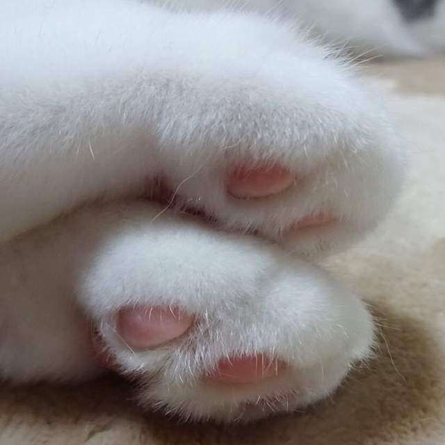 猫奴是《猫足控》照片满满的都是圆滚滚的猫脚脚～圆圆的脚丫.