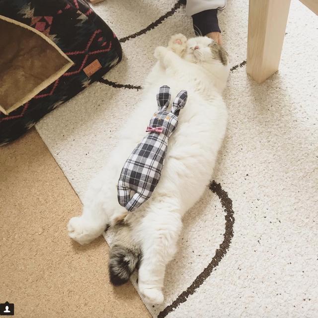 猫咪仰躺睡翻在地板上,走近一看,小菊花都被看光光了