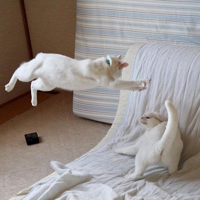 两只猫咪打架的日常,这个画风哈哈哈,爪如疾风,势如