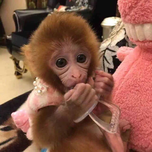 宠物猴子多少钱一只,宠物猴子多少钱呢?哪里有猴子买 ?