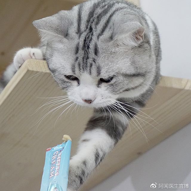 养猫必备 | 猫咪不可食用的食品清单