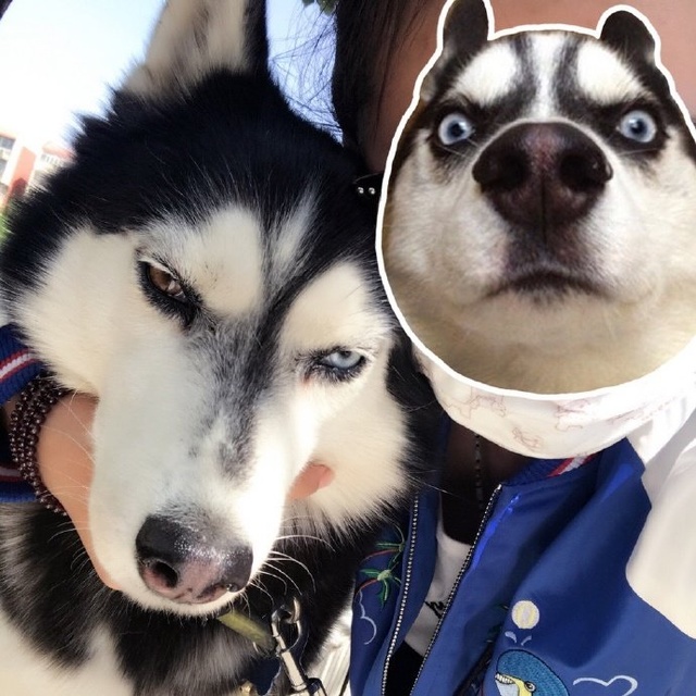 哈士奇智商排名