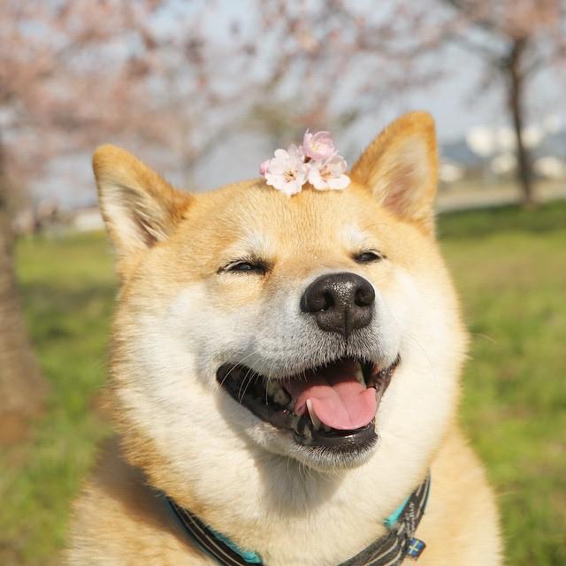 最火表情包——柴犬