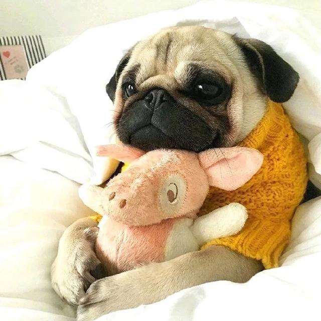 巴哥犬好可爱,这小黑脸带来的委屈感!