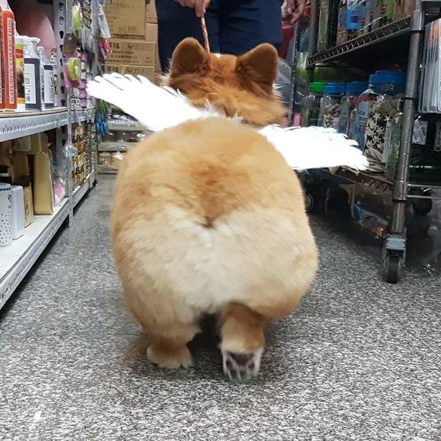 台湾网红长毛柯基kuma酱,一只屁屁会吃手的大抠基