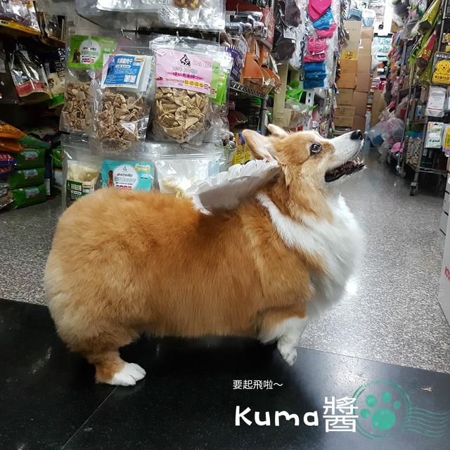 台湾网红长毛柯基kuma酱,一只屁屁会吃手的大抠基