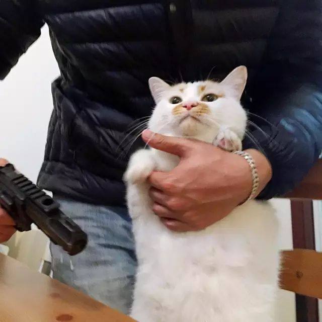 网友拿玩具枪和猫咪玩游戏,没想猫不仅不紧张,还