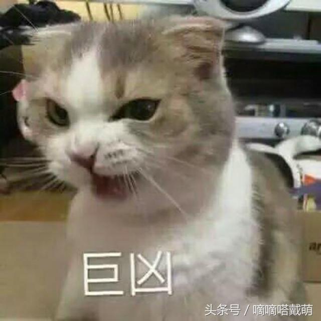 盘点那些表情包里常见的网红猫,你一定用过它们的表情