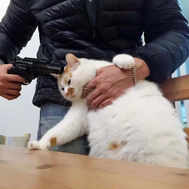 网友拿玩具枪和猫咪玩游戏,没想猫不仅不紧张,还