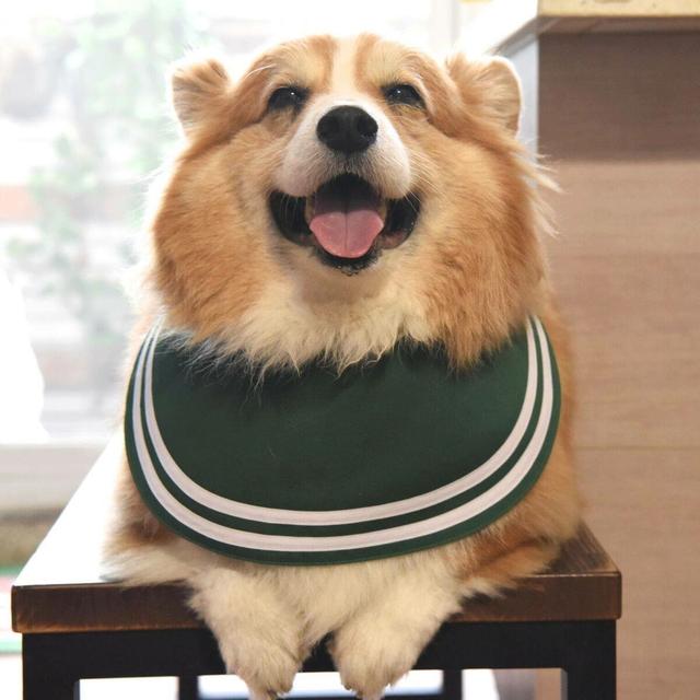 台湾网红长毛柯基kuma酱,一只屁屁会吃手的大抠基