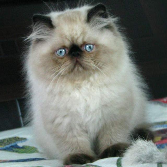 比暹罗猫还聪明的喜马拉雅猫,为何在中国却不常见?