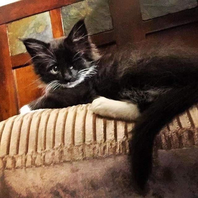 可怜又可爱的海盗猫刀疤,有着跟名字不符的萌萌脸