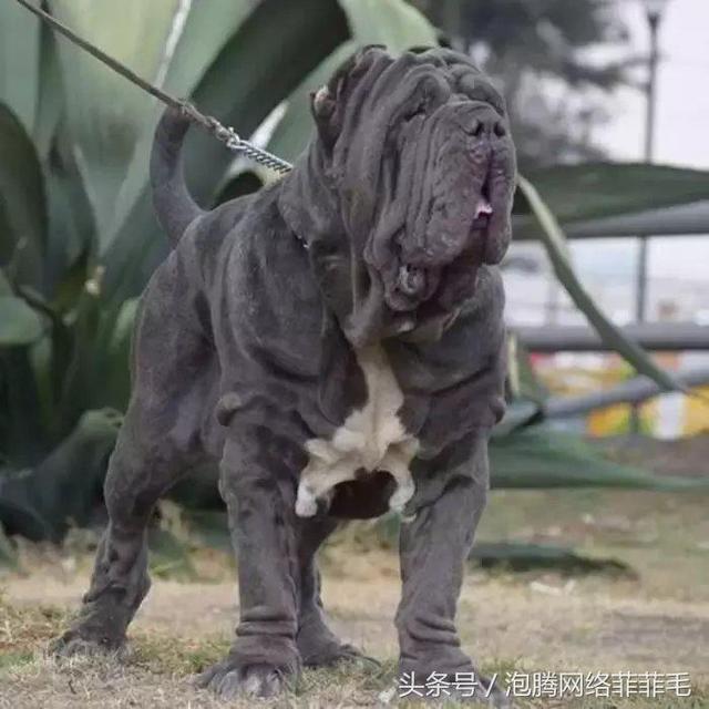 世界10大禁养犬,日本狗,不叫,直接咬人!
