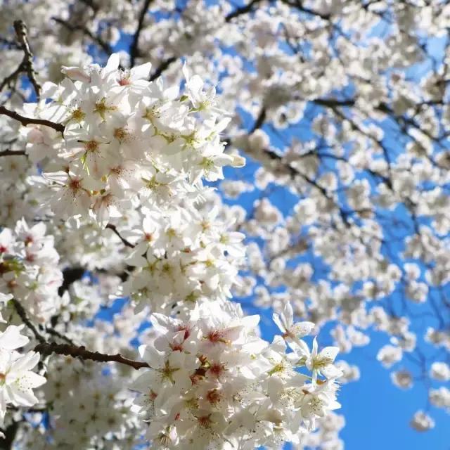 如果说一生必去一次澳洲&新西兰,那么现在是