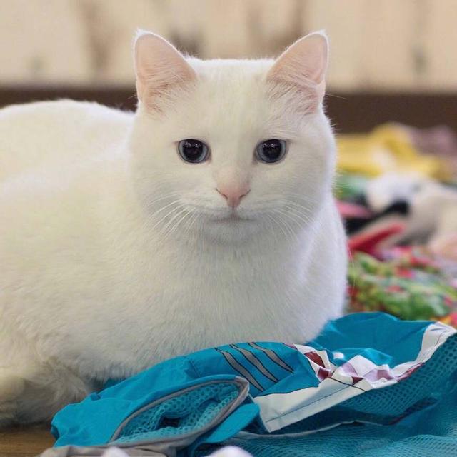 主人家一只漂亮的白猫 有60多套衣服 网友 人不如
