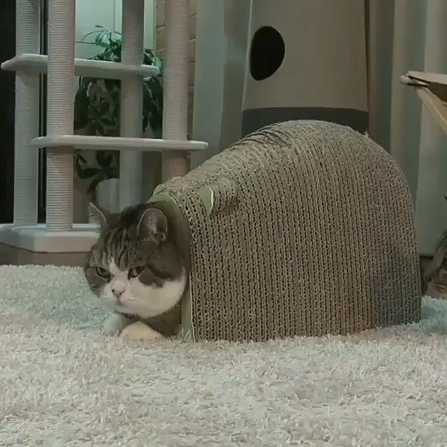 贱兮兮的咬了一口胖猫的尾巴,随后胖猫露出的表情让网友笑得直不起腰