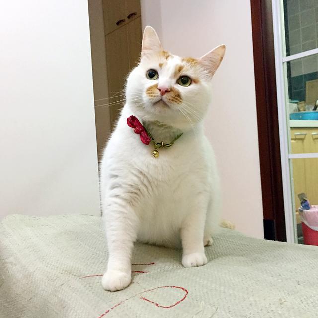 喵界网红猫蜗牛,楼楼,日日,咖喱来啦!一只瓜皮过桥图片