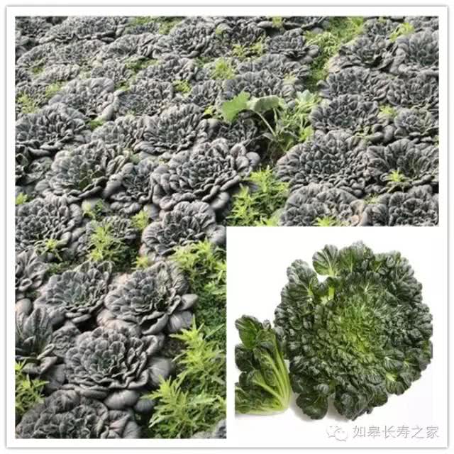 冬天南通人最爱吃的黑塌菜，根源在这里！