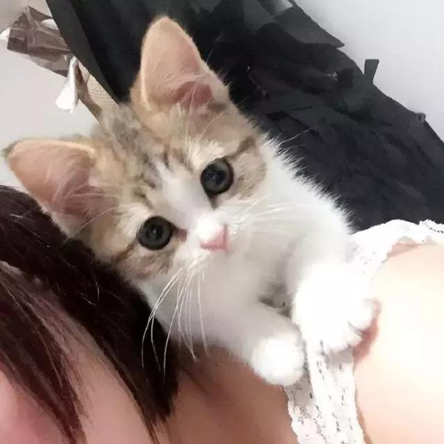 呆萌可爱的小猫咪,好喜欢,不过维持不了几个月