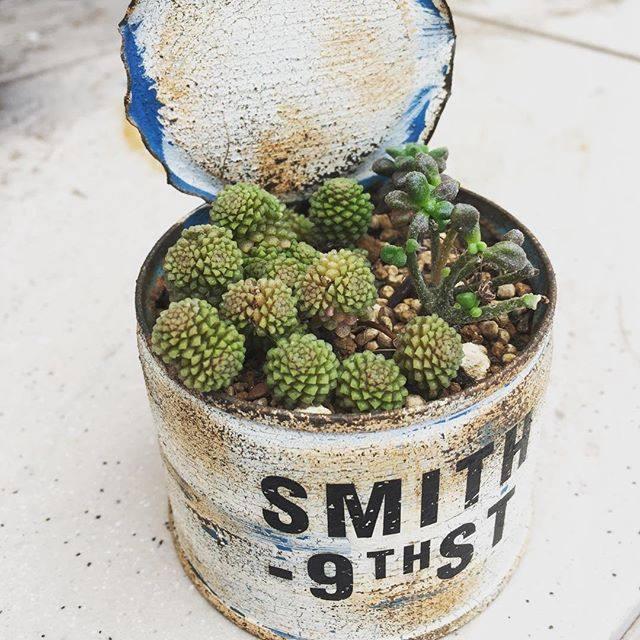 多肉植物的移植上盆养护方法, 新手快来学习