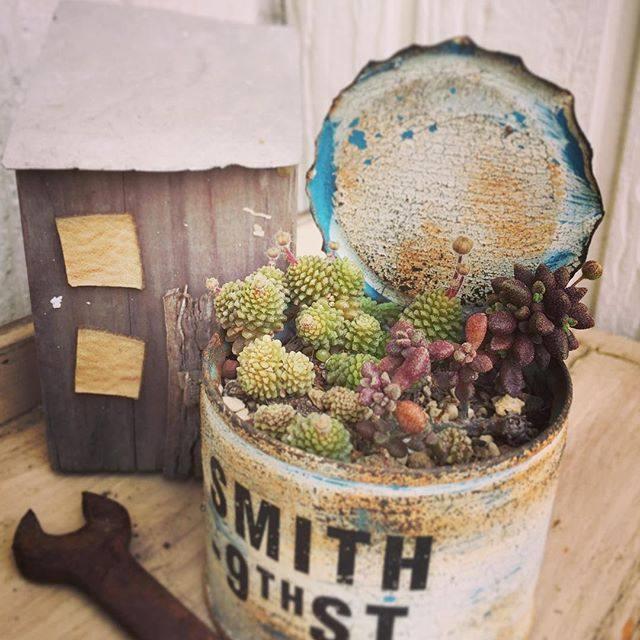 多肉植物的移植上盆养护方法, 新手快来学习