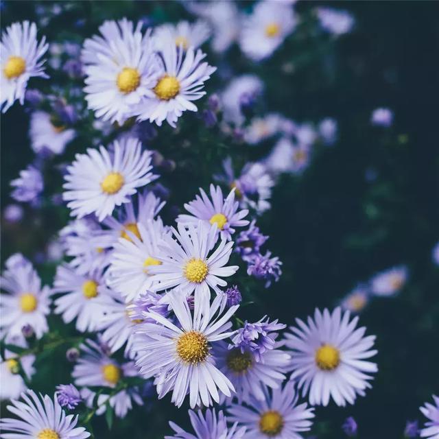 春天有这么多雅称!