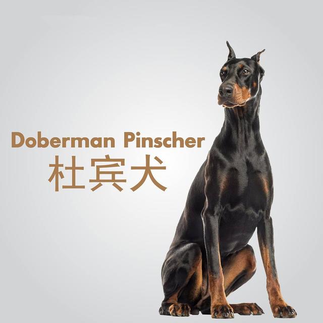 盘点10种世界上最聪明狗狗排行榜,你家狗狗有上榜吗?