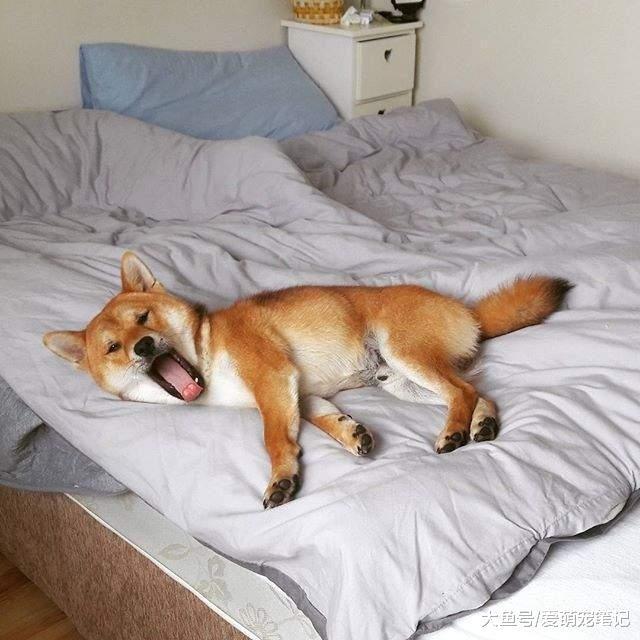 狗狗不是睡觉,或许危害疼爱,那是因为你还不知道这些学籍上床!初中取消被怎么办潜在图片