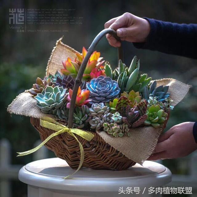 多肉植物这样组合美得不要不要的