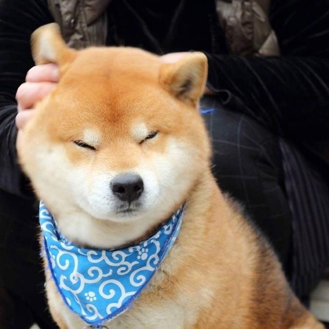 一起来揉脸吧,那些年被我们揉过的柴犬