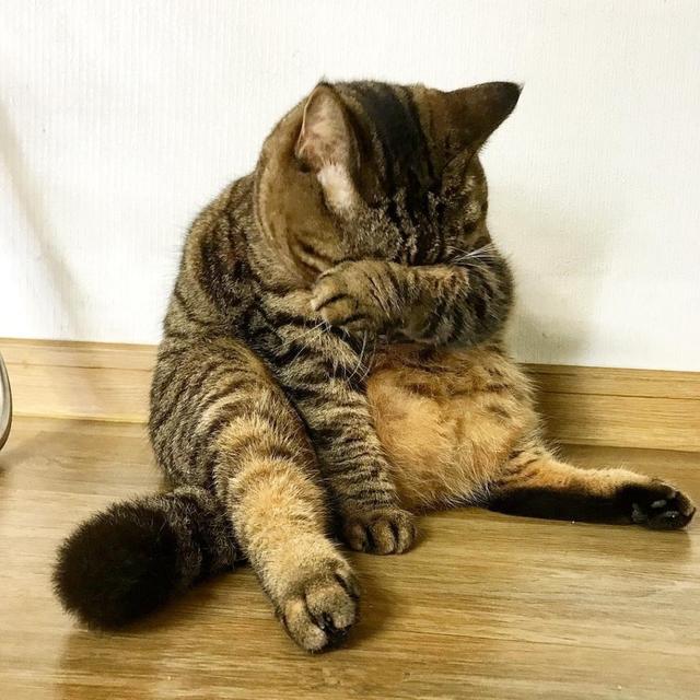 哭唧唧(つД▼看着自己肚子上的肉.emmm.