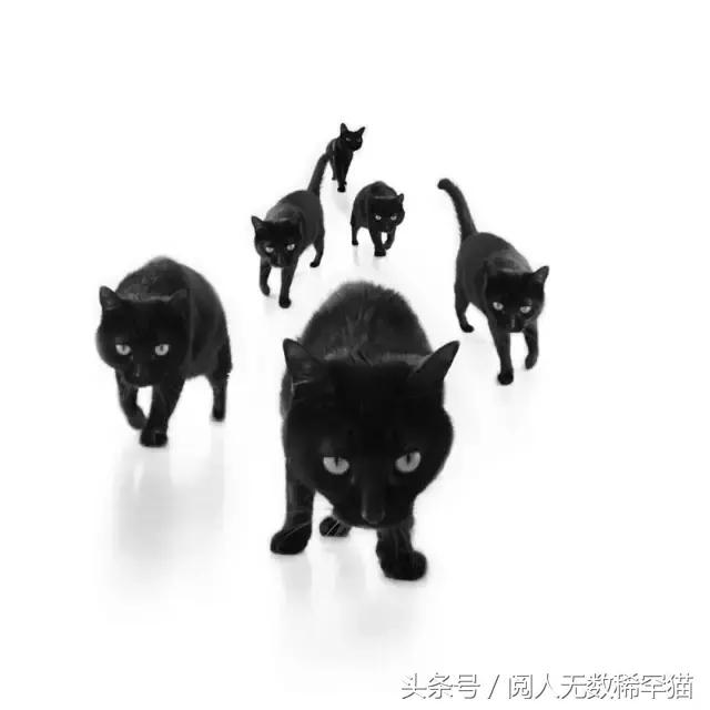 黑猫:照片里的极简主义与断舍离