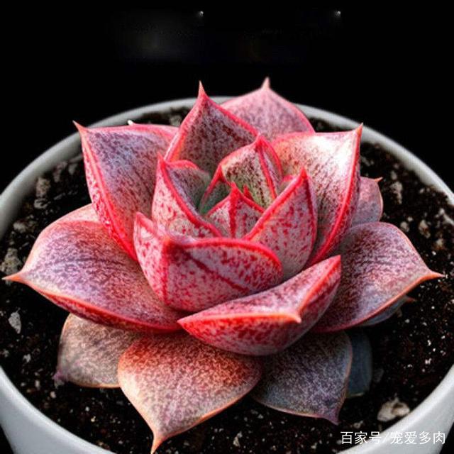 这些多肉植物最难养出状态别再被某宝图给欺骗了