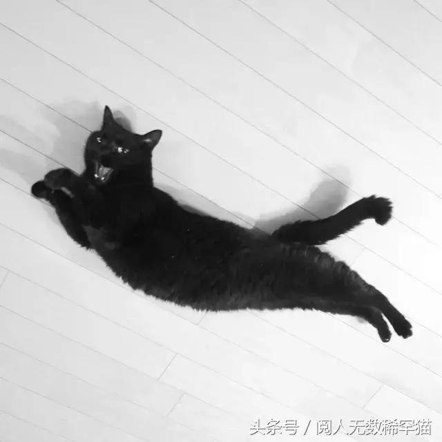 黑猫:照片里的极简主义与断舍离