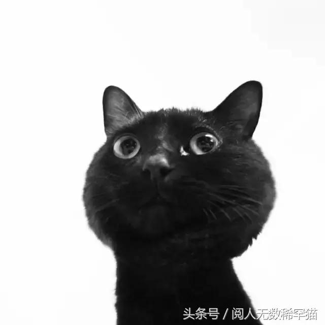 黑猫:照片里的极简主义与断舍离