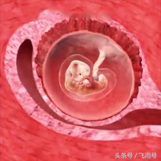 这组子宫解剖图让你看懂怀孕后胎儿是怎样在妈妈肚子里长大的?
