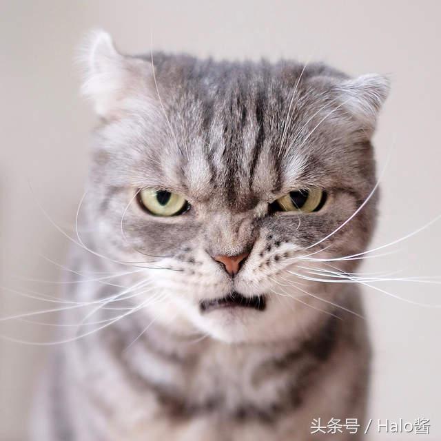 看起来随时在生气的霸气总裁猫,随时看起来很不爽也是