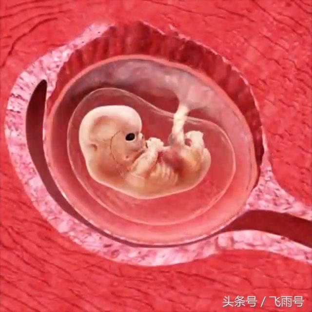 这组子宫解剖图让你看懂怀孕后胎儿是怎样在妈妈肚子里长大的?