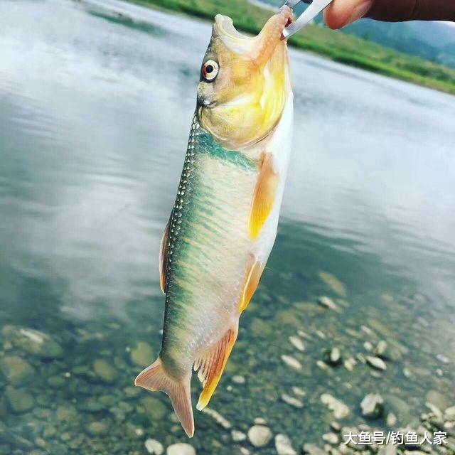 浅滩溪流钓鱼, 掌握藏在水里的鱼, 路亚体验中鱼的刺激及享受过程