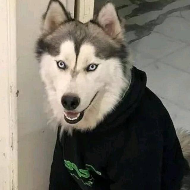 铲屎官买了一件衣服,自己穿不上给哈士奇穿,二哈:正好!