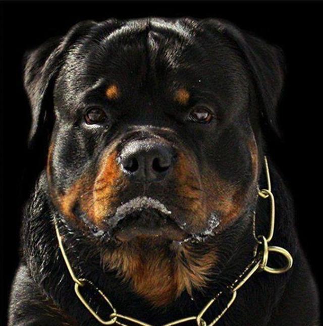 世界最强防暴犬—罗威纳犬:小偷的克星,强盗的恶魔