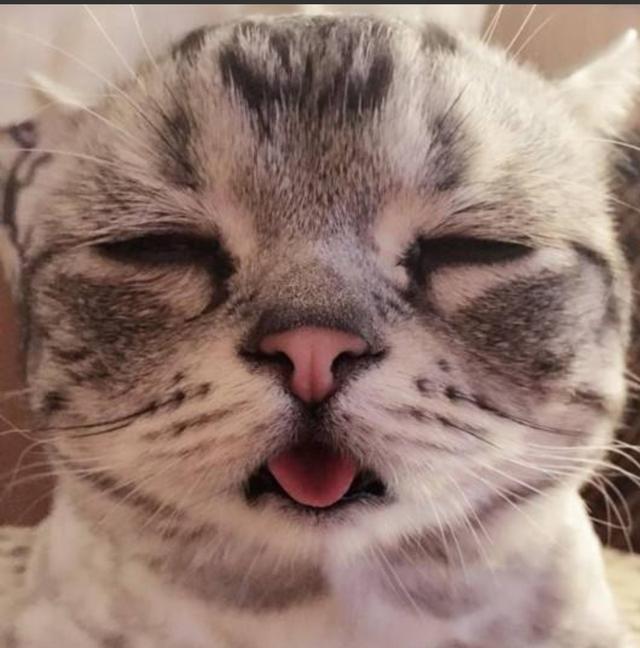 猫传腹,一种致命的猫咪病症