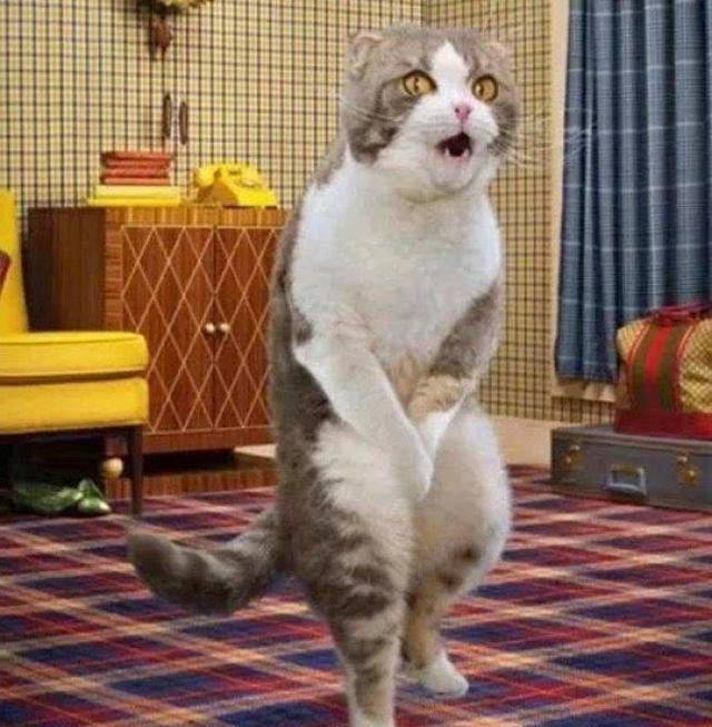 这些被主人恶搞过的猫,太萌太可爱!已经让我笑了一整天了!