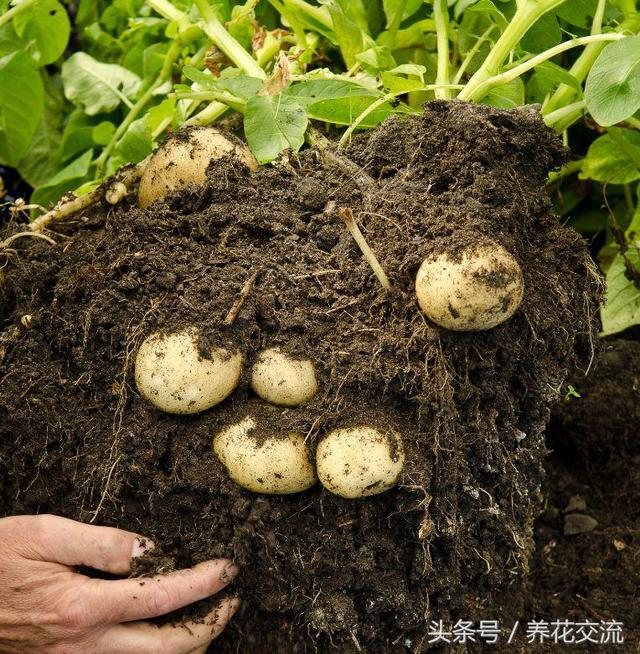 用塑料桶,塑料袋在家里种土豆,掌握这种方法,几个月收获满满