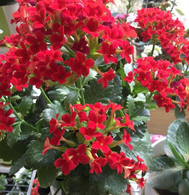 红红火火年宵花~长寿,花期可达三月,寓意好