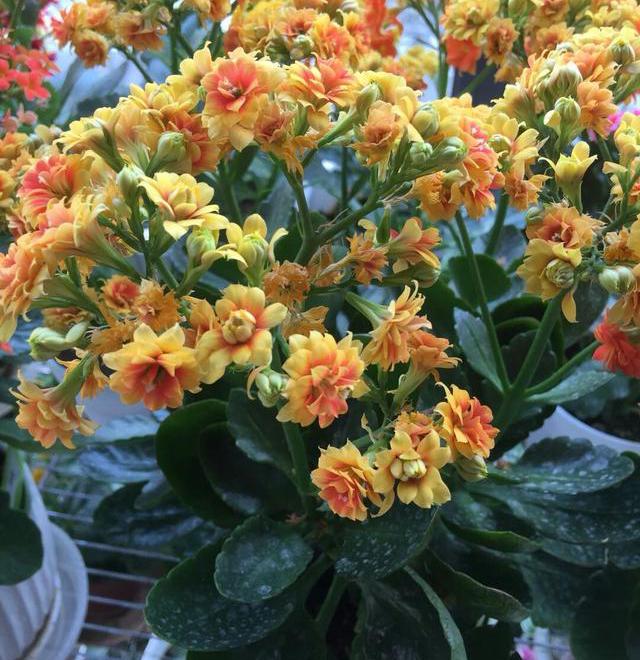 红红火火年宵花~长寿,花期可达三月,寓意好