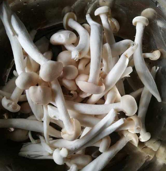 三.蘑菇已预留可煮letinous香菇.
