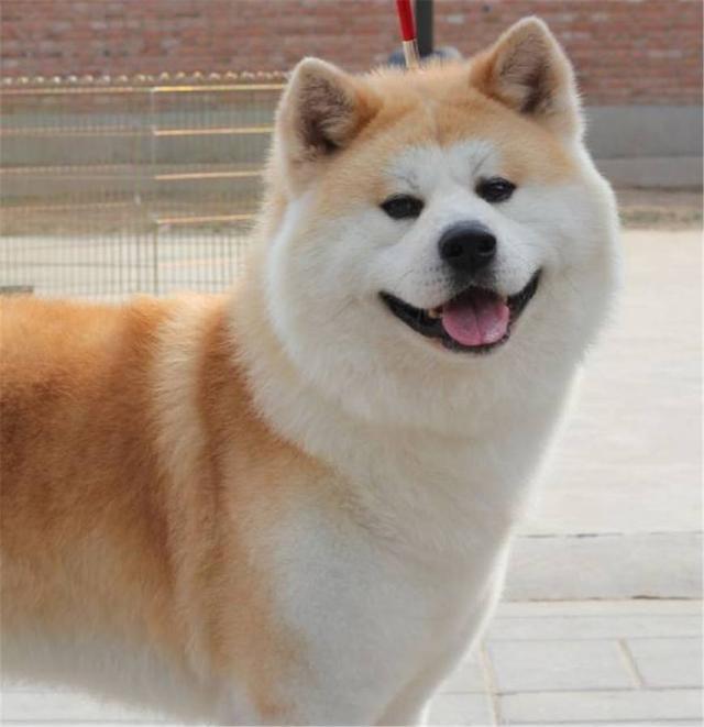 是日本国犬,是日本犬的一种,是日本犬中大型犬种之一.