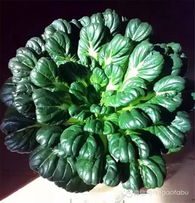 冬天南通人最爱吃的黑塌菜，根源在这里！