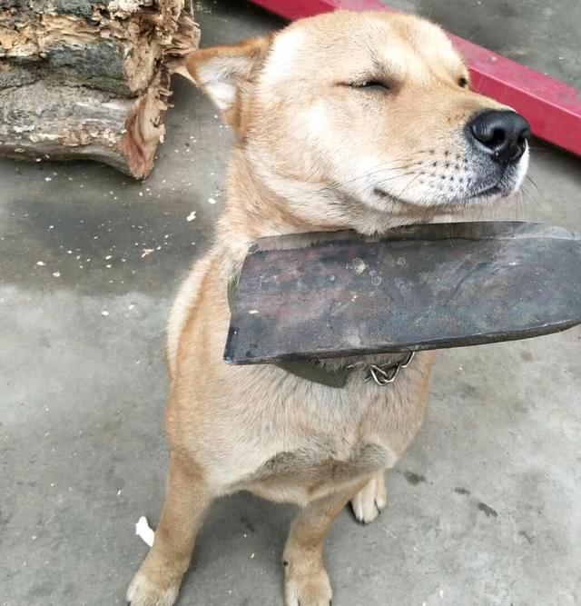 主人把刀驾到小狗的脖子上,它的表情亮了,没想到你是这样的狗!
